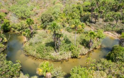 Mosaico Mirador: o fortalecimento de uma aliança para proteger o Cerrado maranhense